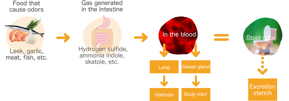 Mechanism of bad odor generation image